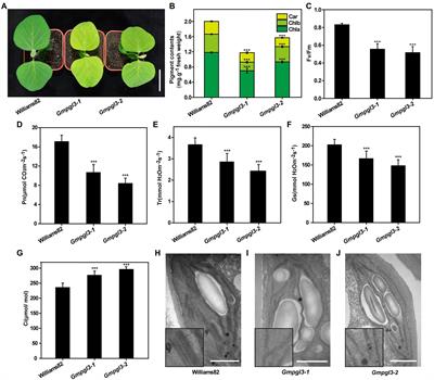 Genetic Mapping of the Gmpgl3 Mutant Reveals the Function of GmTic110a in Soybean Chloroplast Development